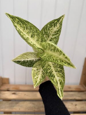 Aglaonema Polar Springtime