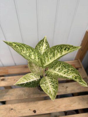 Aglaonema Polar Springtime