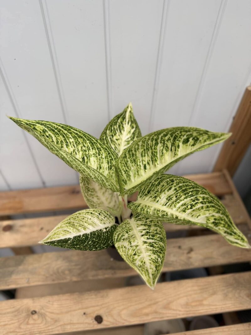 Aglaonema Polar Springtime