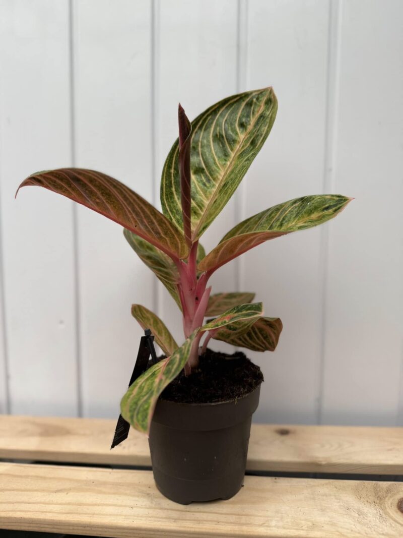 Aglaonema Tourmaline