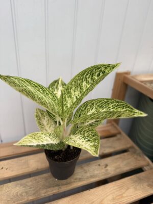 Aglaonema Polar Springtime