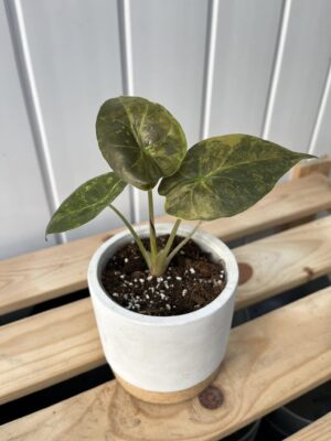 Alocasia Wentii Variegata Aurea