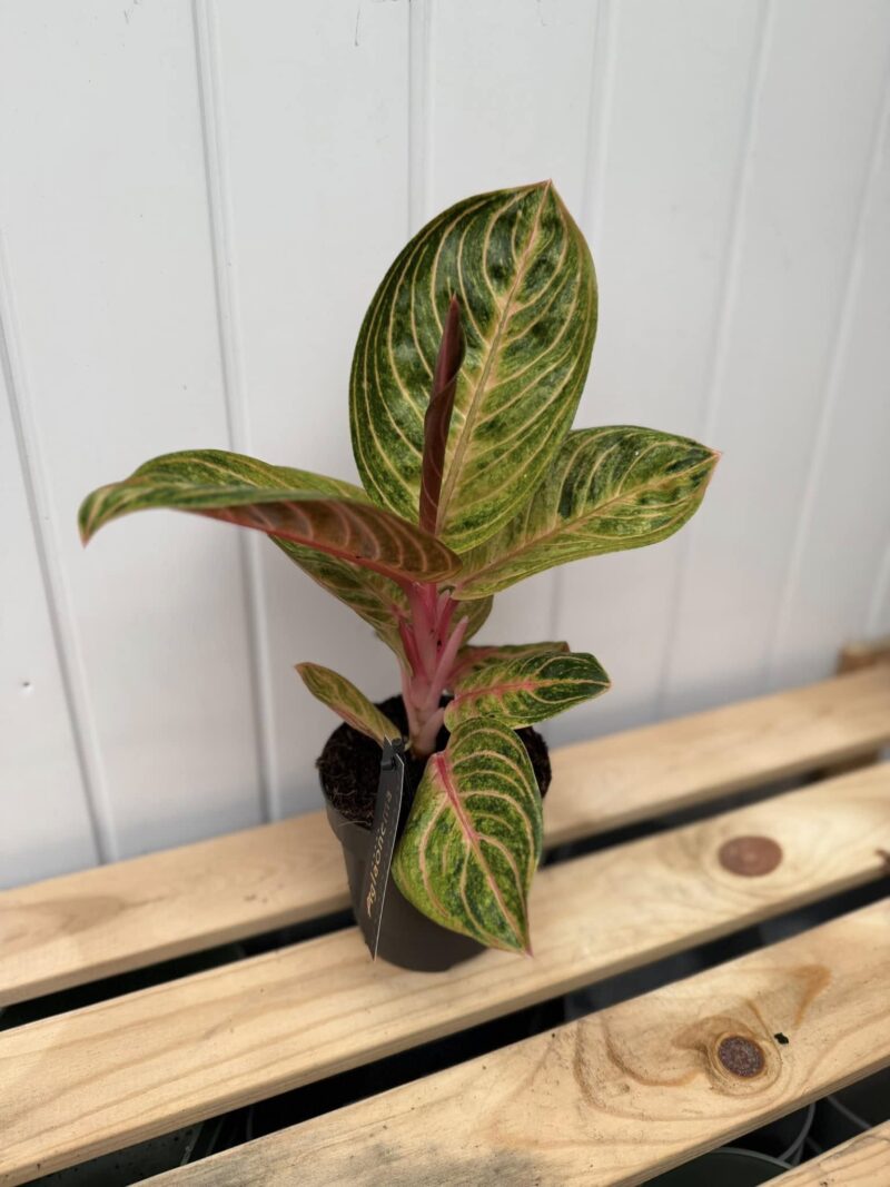 Aglaonema Tourmaline