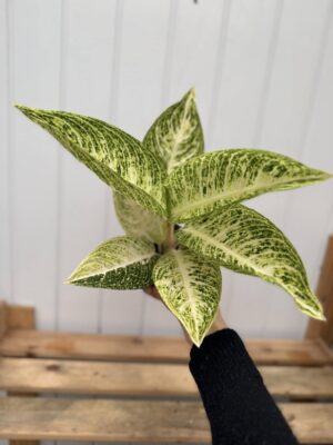 Aglaonema Polar Springtime
