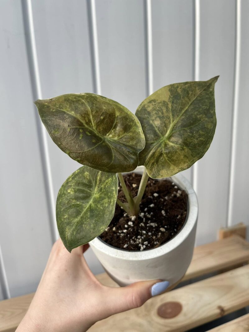 Alocasia Wentii Variegata Aurea Alocasia Wentii Variegata Aurea
