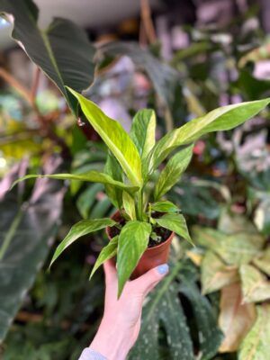 Spathiphyllum Aurea Variegata
