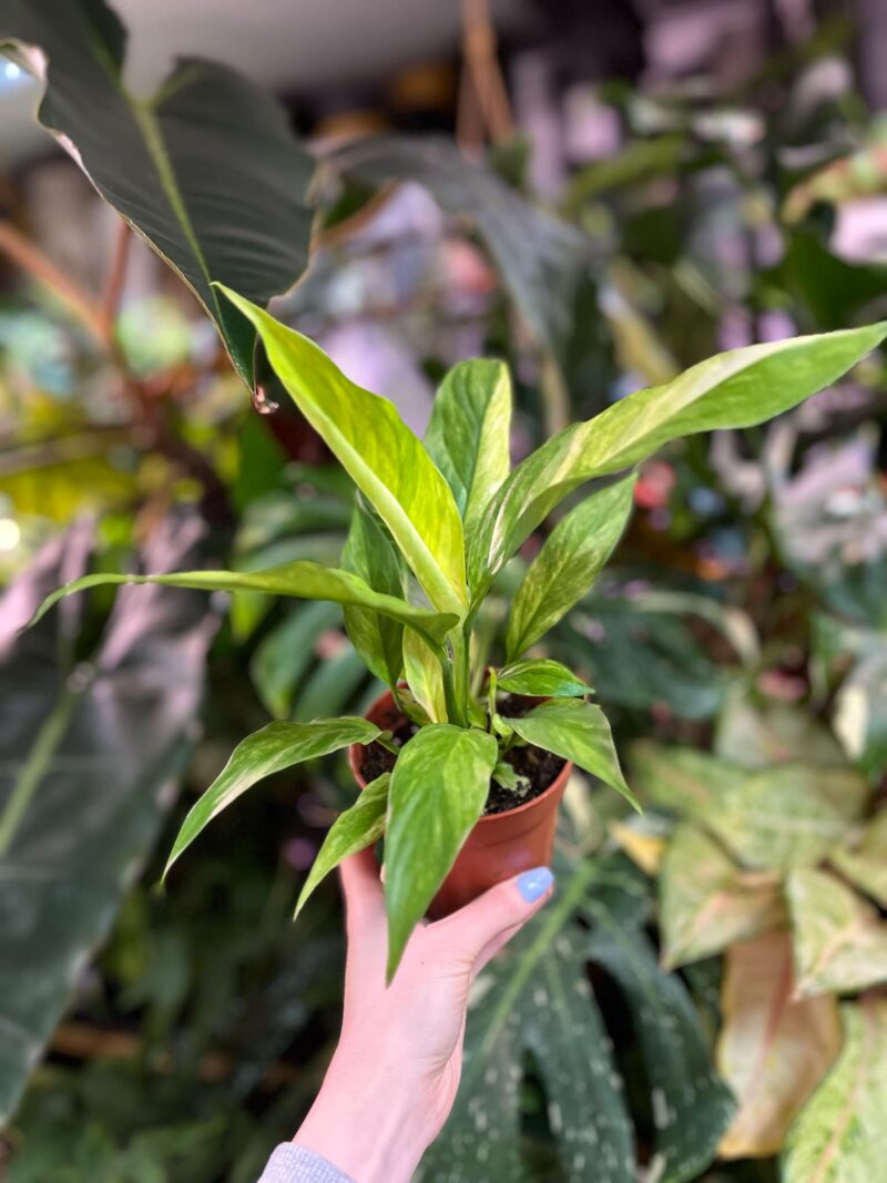 Spathiphyllum Aurea Variegata