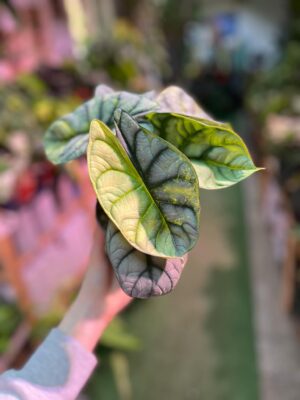 Alocasia Silver Dragon Variegata Aurea