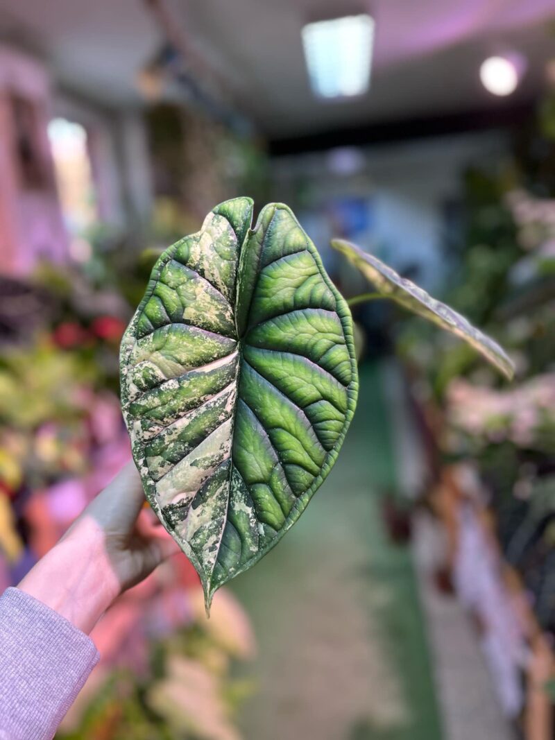 Alocasia Dragon Scale Variegata