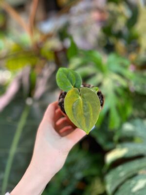 Anthurium Papillilaminum x Dressleri
