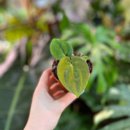 Anthurium Papillilaminum x Dressleri