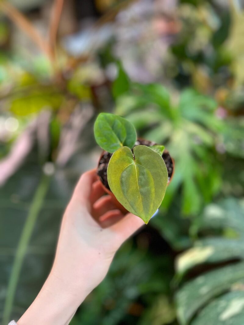 Anthurium Papillilaminum x Dressleri