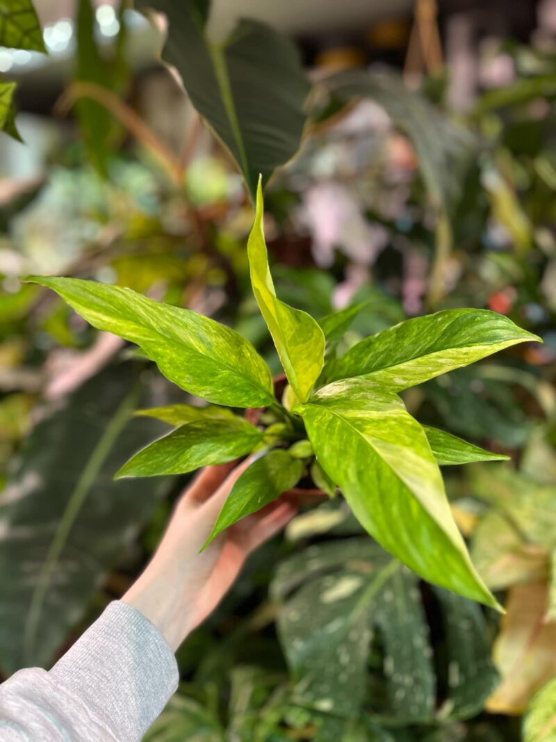 Spathiphyllum Aurea Variegata