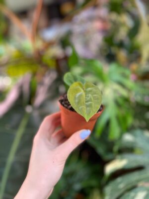 Anthurium Papillilaminum x Dressleri