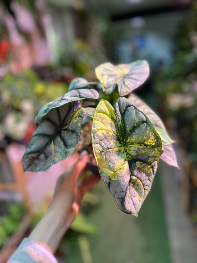 Alocasia Silver Dragon Variegata Aurea