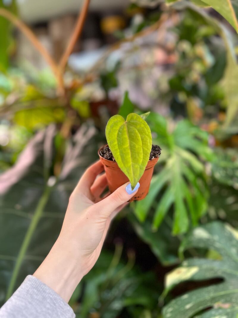 Anthurium Ace of Spades x Dressleri