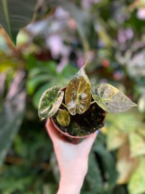 Alocasia Wentii Variegata Aurea