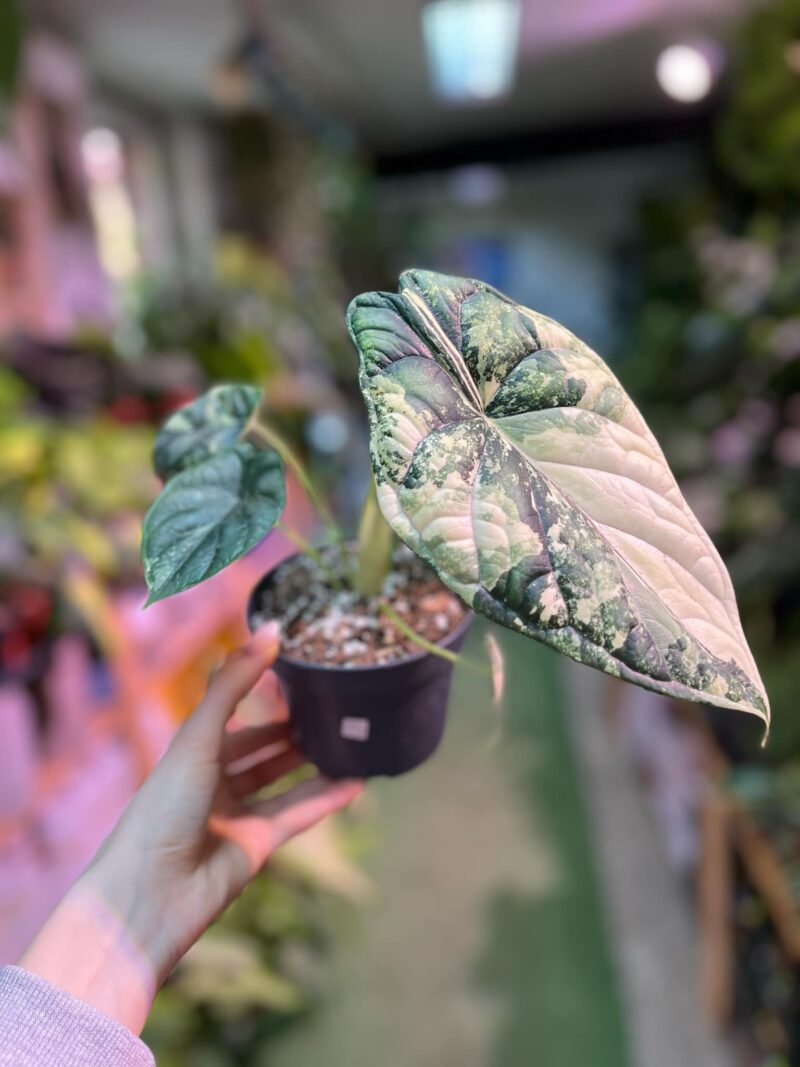 Alocasia Dragon Scale Variegata