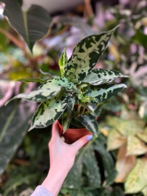 Aglaonema Pictum Bicolor