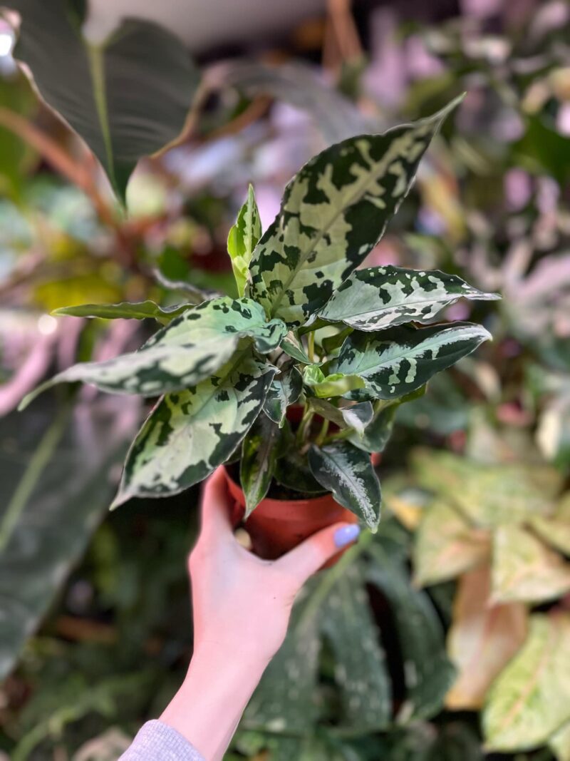 Aglaonema Pictum Bicolor