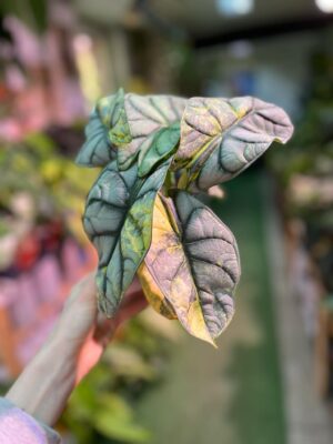 Alocasia Silver Dragon Variegata Aurea