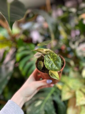 Alocasia Wentii Variegata Aurea