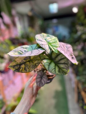 Alocasia Silver Dragon Variegata Aurea