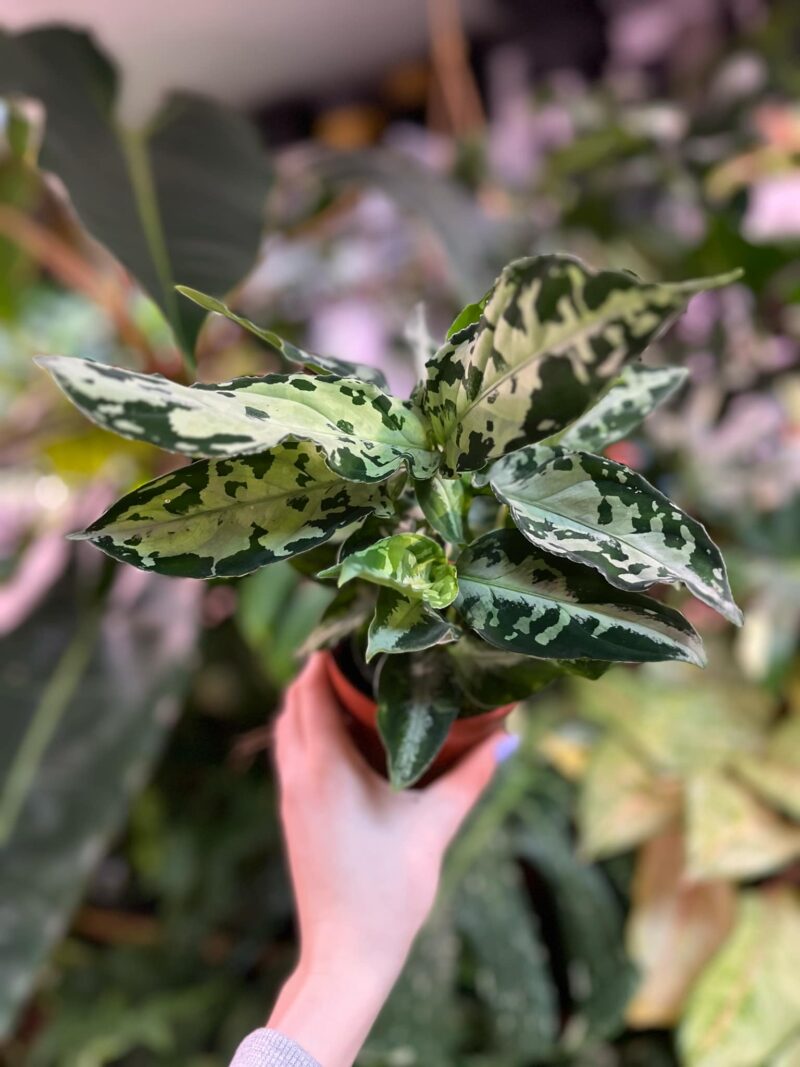 Aglaonema Pictum Bicolor