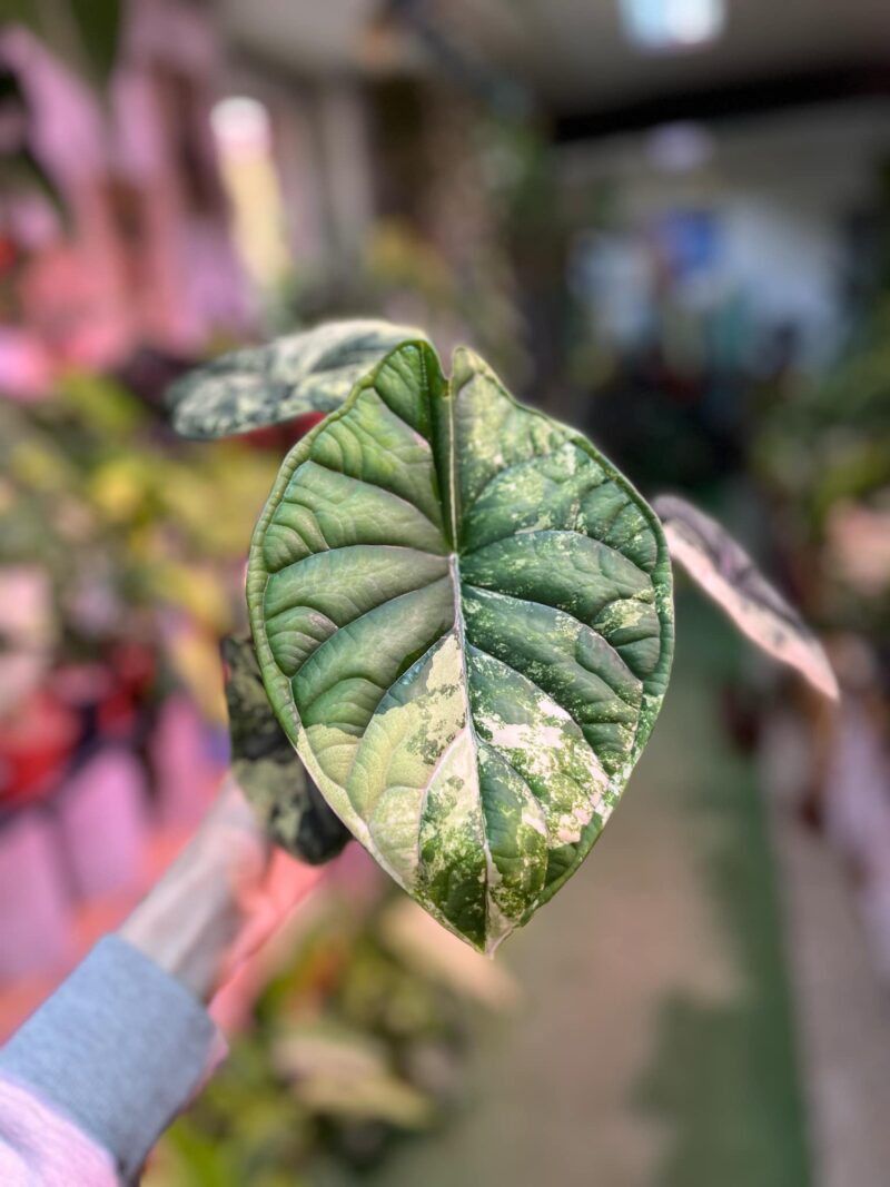 Alocasia Dragon Scale Variegata