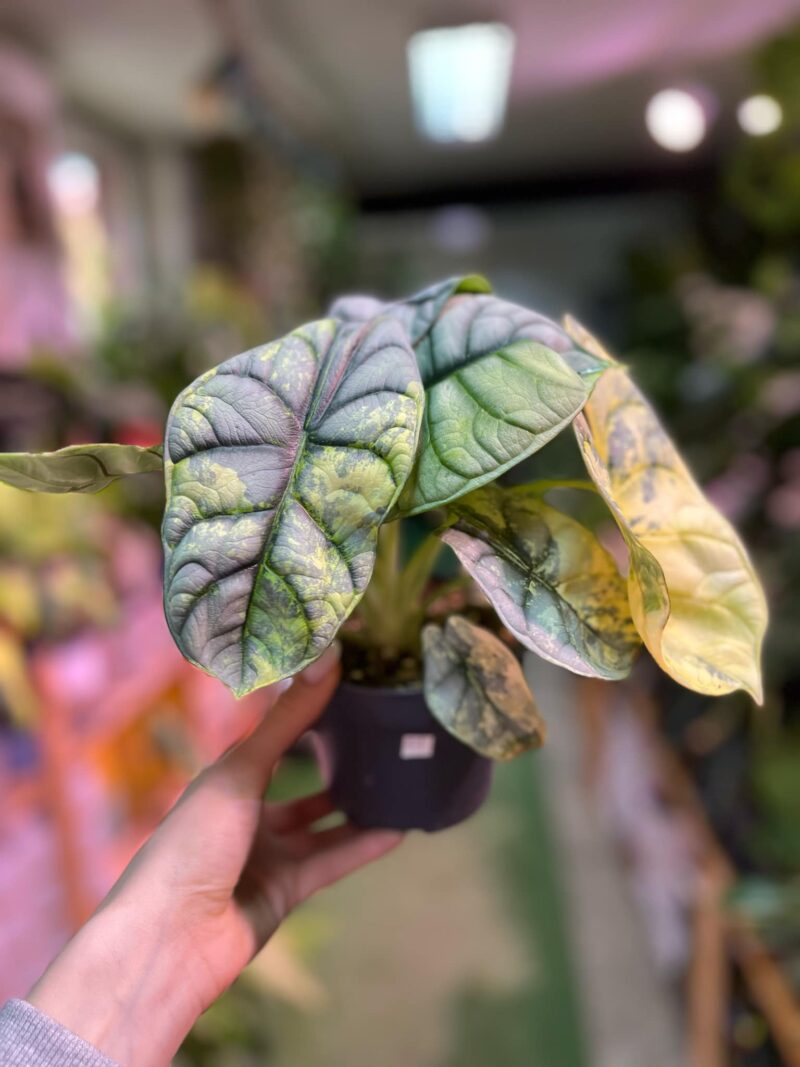 Alocasia Silver Dragon Variegata Aurea
