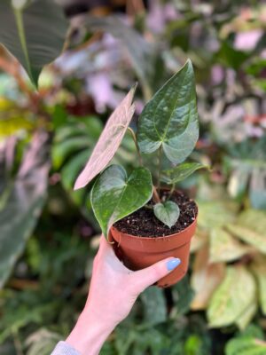 Anthurium Clarinervium x Pterodactyl