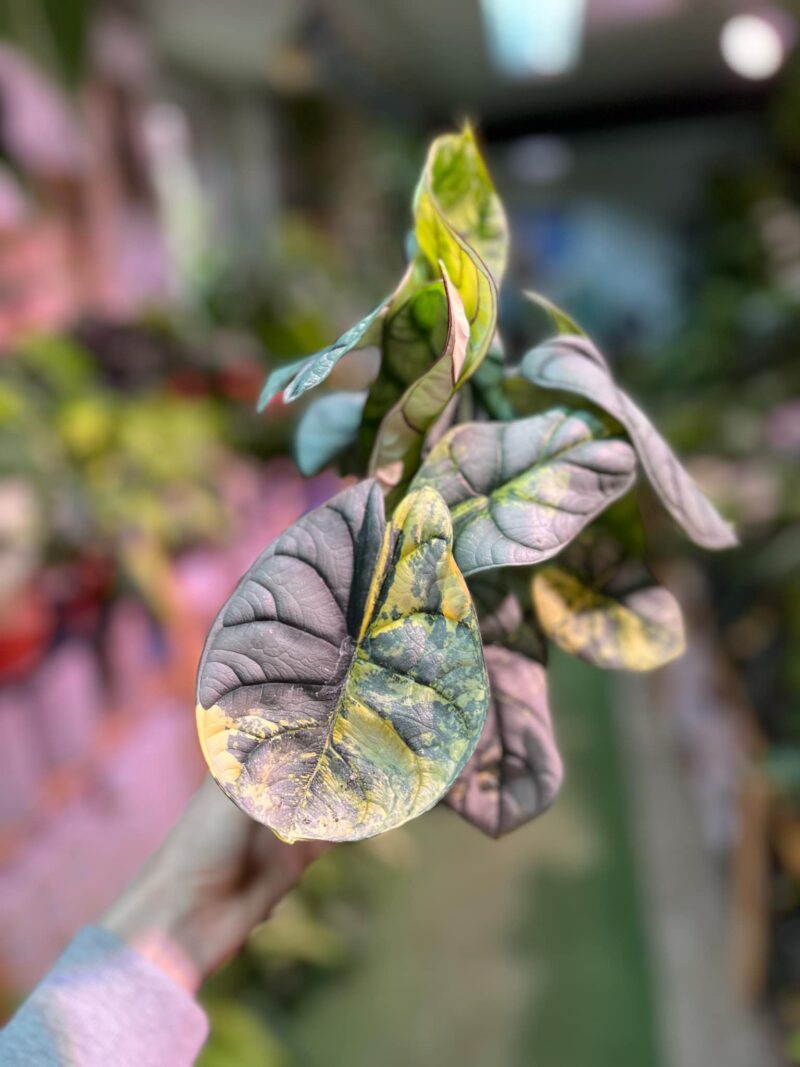 Alocasia Silver Dragon Variegata Aurea