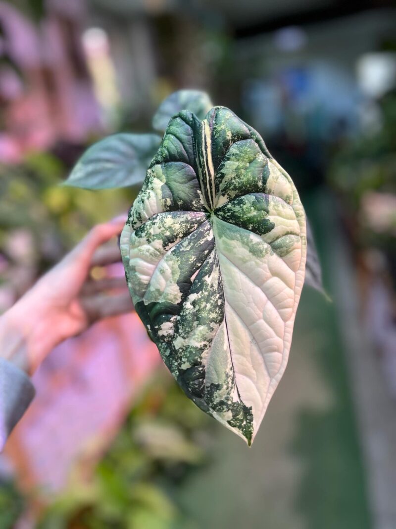 Alocasia Dragon Scale Variegata