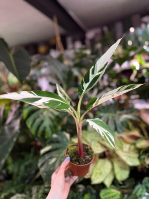 Bananowiec Musa AeAe Variegata