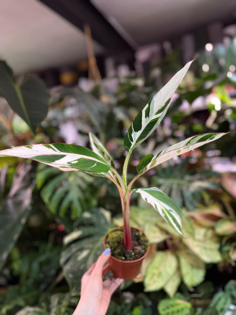 Bananowiec Musa AeAe Variegata