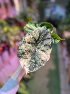 Alocasia Dragon Scale Variegata