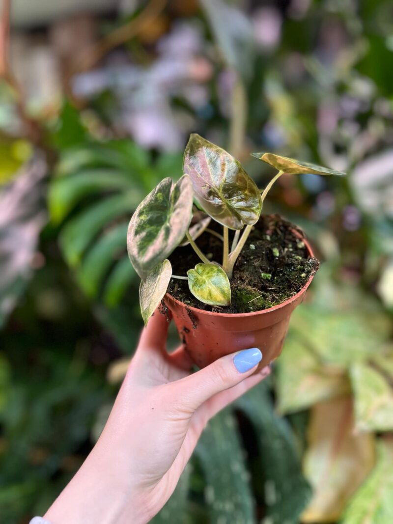 Alocasia Wentii Variegata Aurea