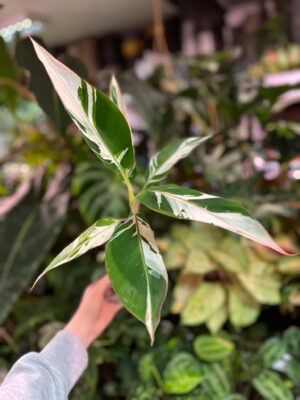 Bananowiec Musa AeAe Variegata