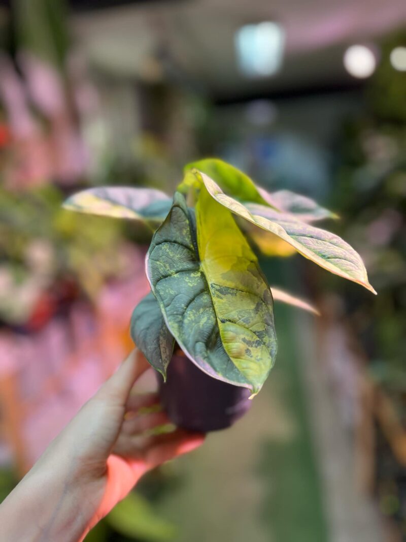 Alocasia Silver Dragon Variegata Aurea