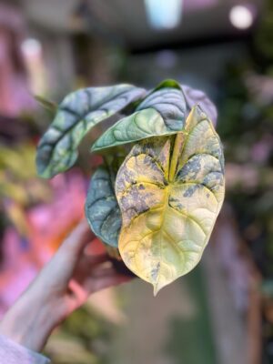 Alocasia Silver Dragon Variegata Aurea