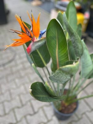 Strelitzia reginae – Kwitnący ‘Rajski Ptak’