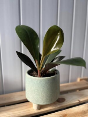 Philodendron Linnei Kunth