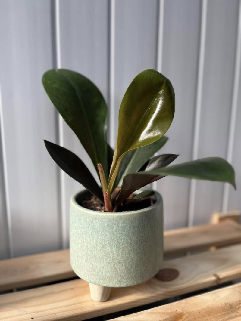 Philodendron Linnei Kunth