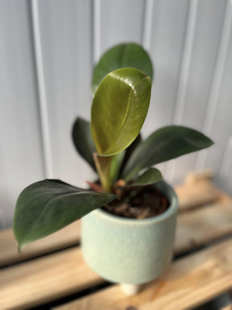 Philodendron Linnei Kunth