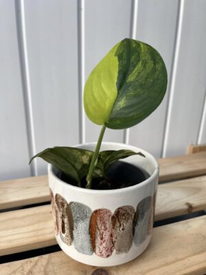 Scindapsus Jade Satin Variegata