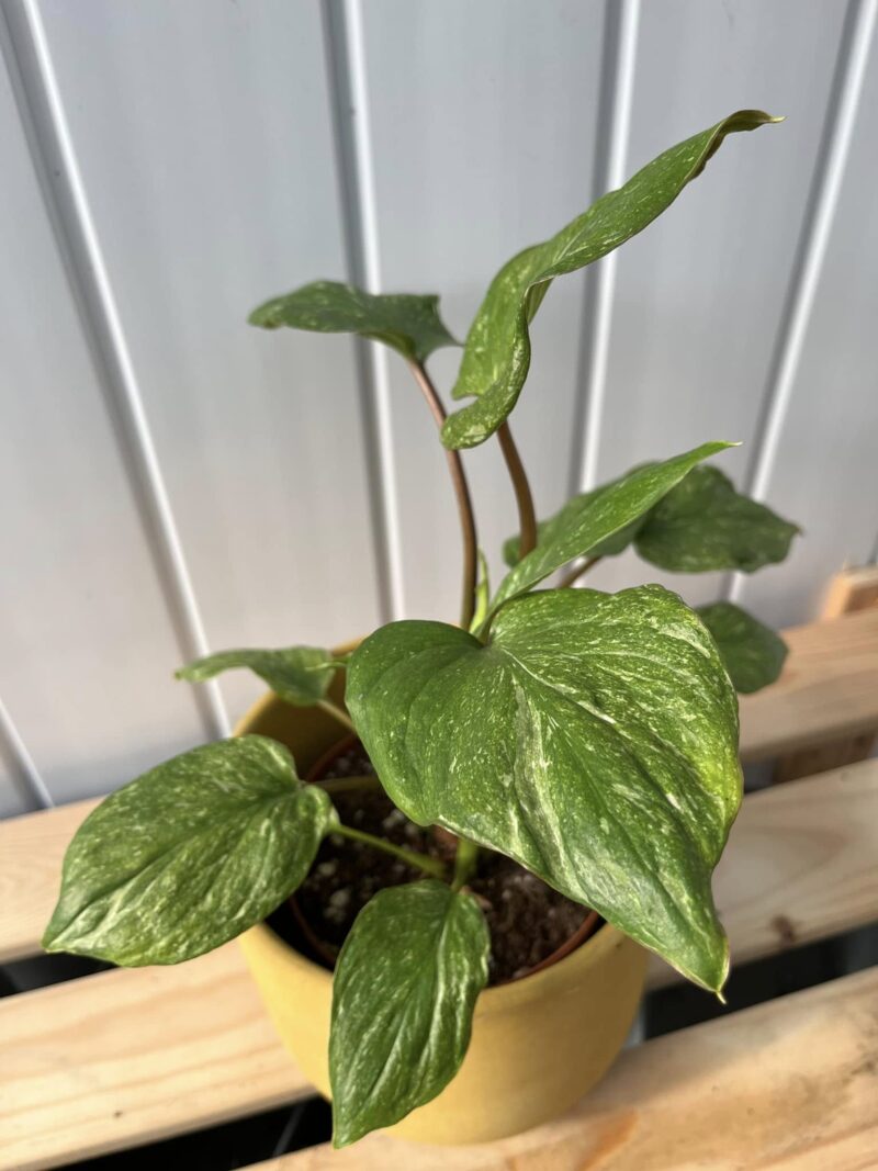 Homalomena Galaxy Variegata