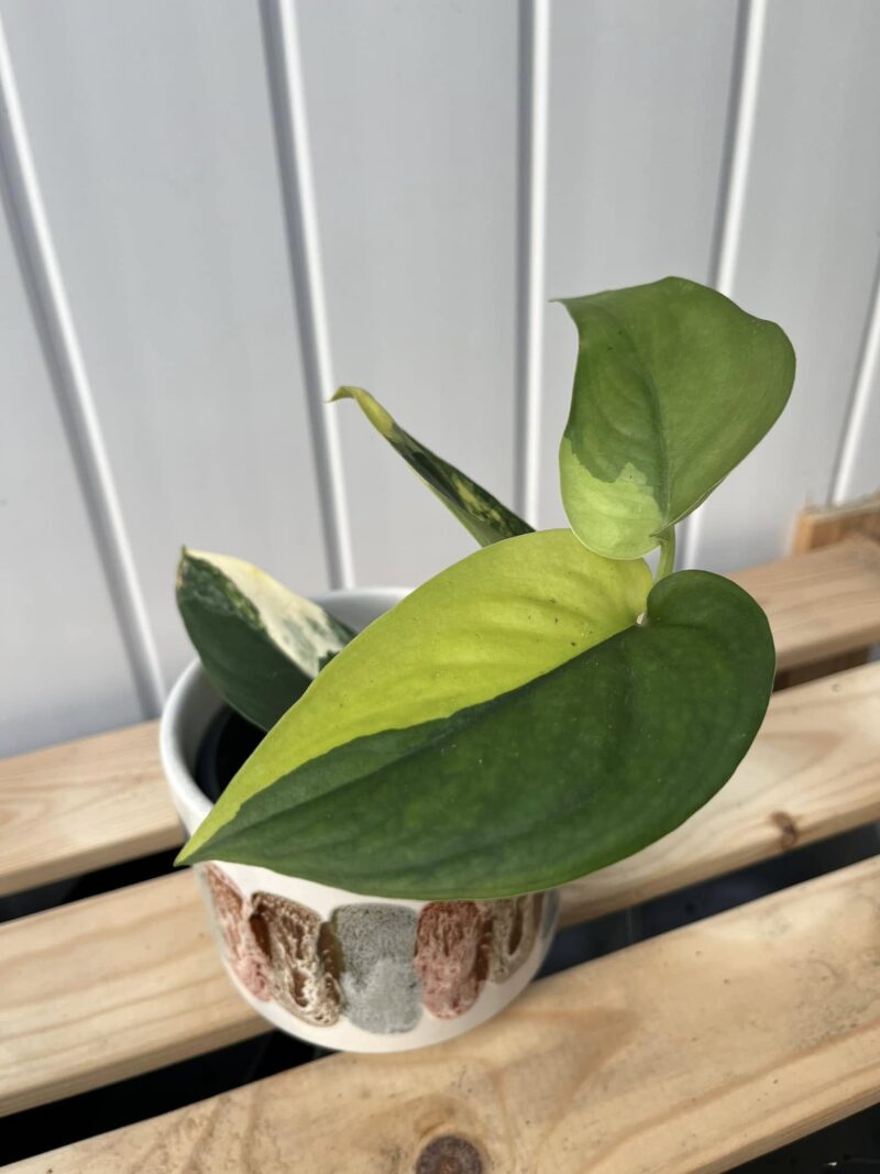 Scindapsus Jade Satin Variegata