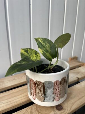 Scindapsus Jade Satin Variegata