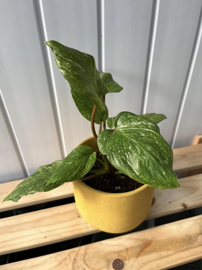 Homalomena Galaxy Variegata