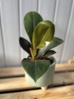 Philodendron Linnei Kunth